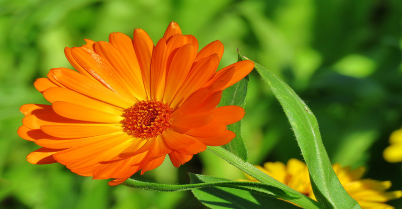 CalendulaTo Get Rid Of A Black Eye